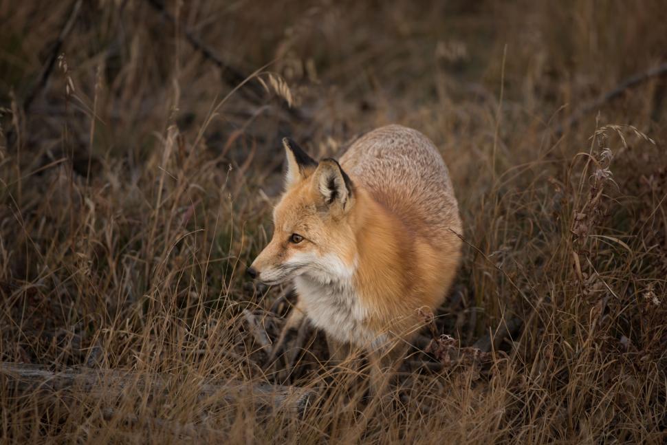 Free Image of Close-up of a fox in grassy wilderness, blending in. 