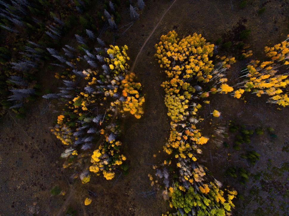 Free Image of Aerial view of autumn trees forming vibrant yellow patches 