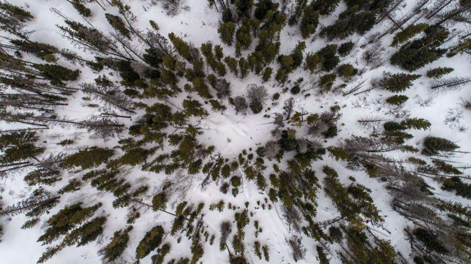 Free Image of Snow-covered forest with evergreen trees in aerial view 