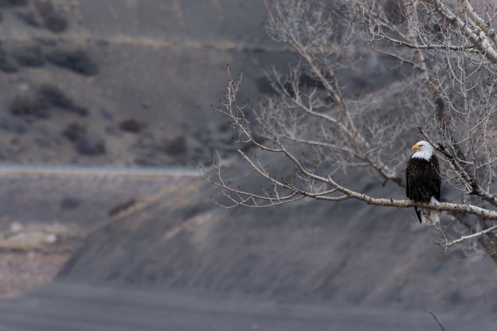 Free Image of Bald Eagle perched on a branch in a mountainous region 