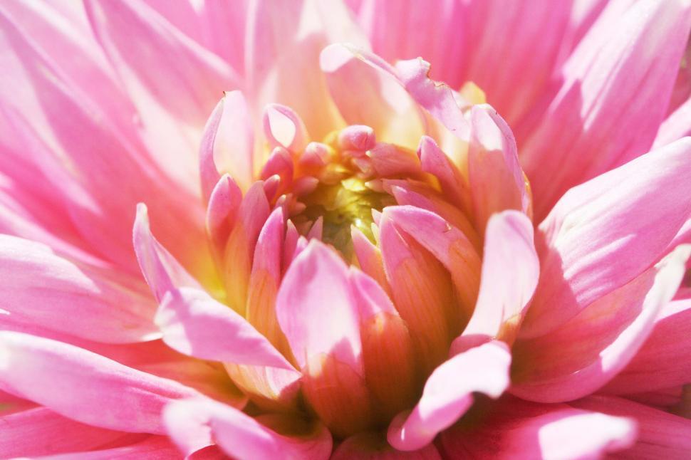 Free Image of Center of pink flower bloom 