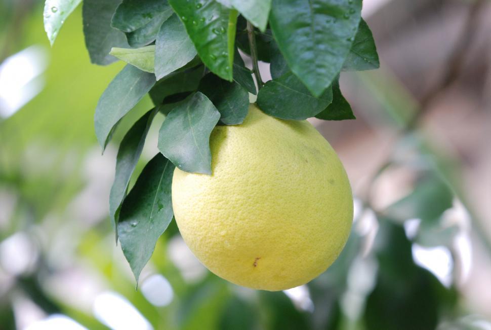 Free Image of Grapefruit tree 