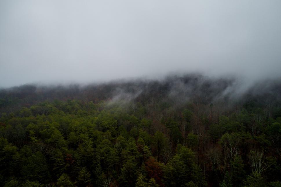 Free Image of Misty fog enveloping a lush green forest at dawn 