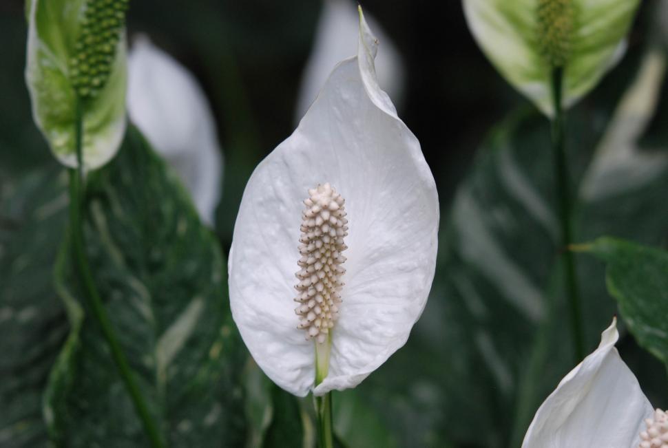 Free Image of Wild calla 