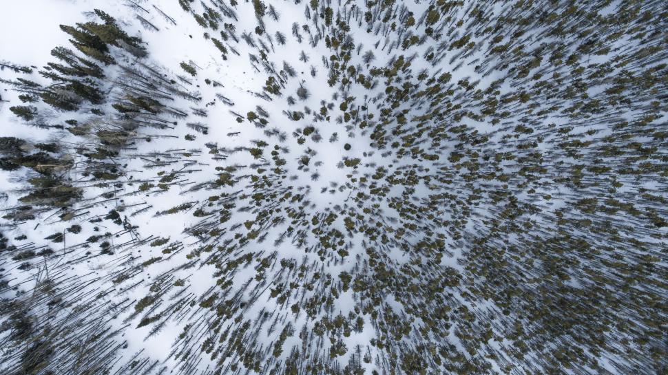 Free Image of Aerial view of snowy forest with sparse trees 