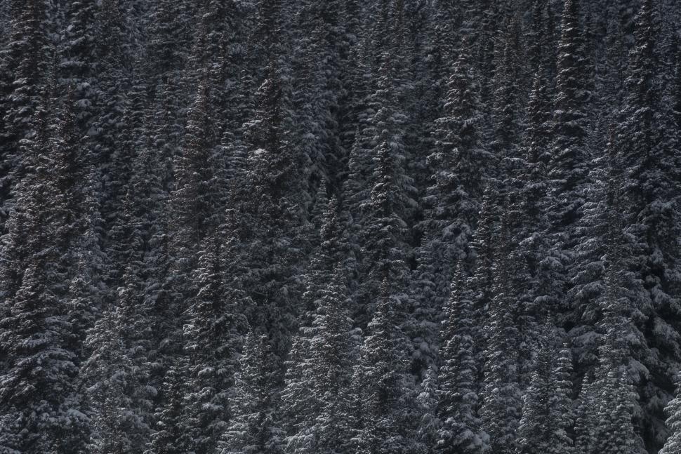 Free Image of Snow-covered pine forest with tall trees 