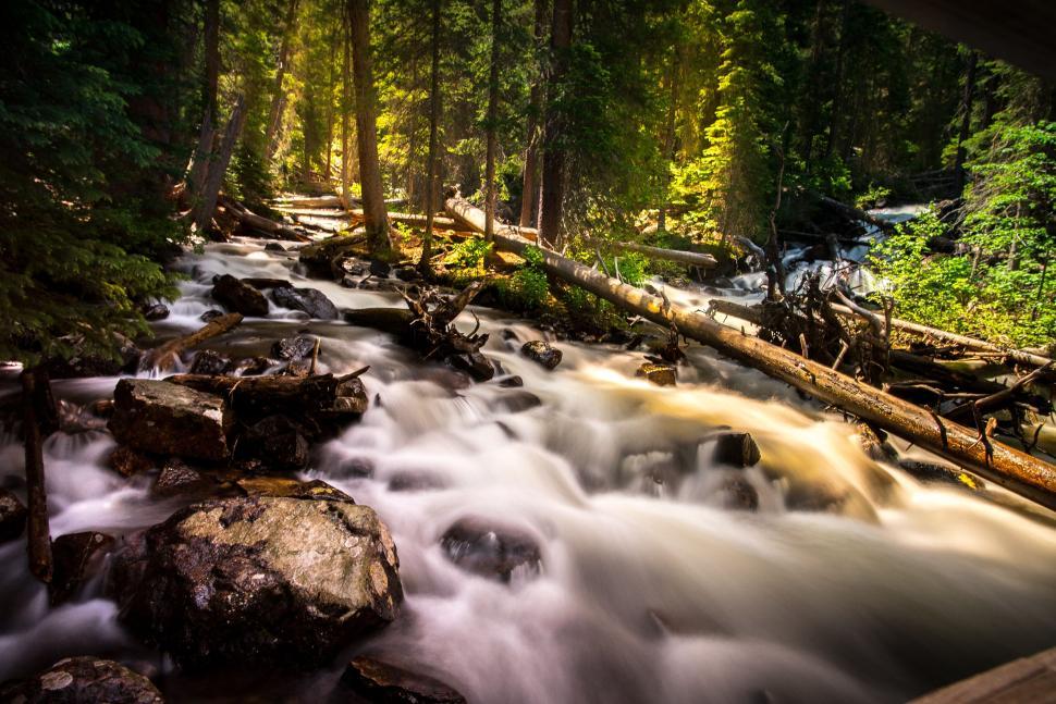 Free Image of Forest stream gentle flow with sunlight filtering through. 
