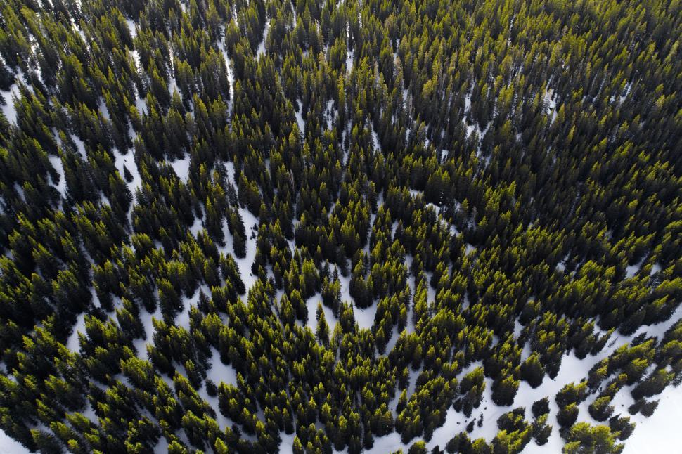 Free Image of Dense forest aerial view showing contrasting bright snow. 