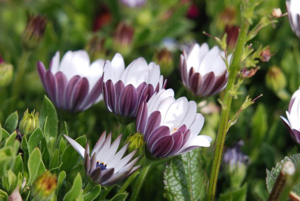 Free Image of Flowers 