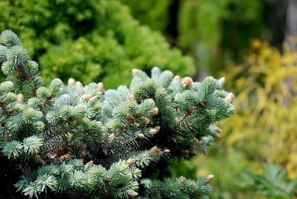 Free Image of Evergreen branch 