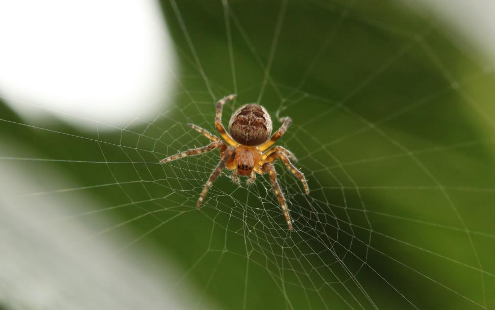 Free Image of Spider on its intricate web against a blurred green background 