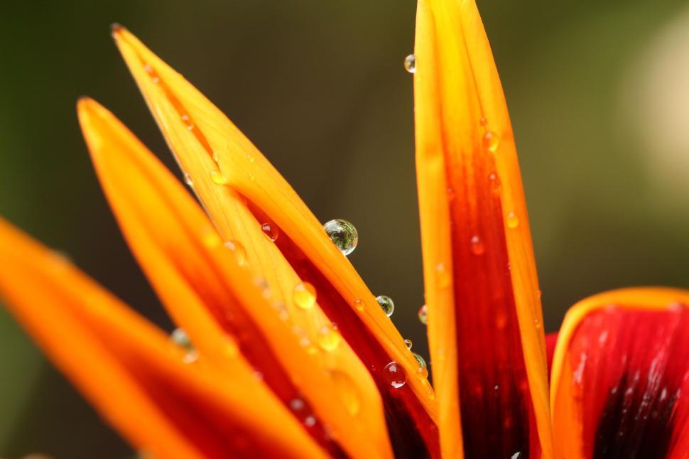 Free Image of Close-up vibrant orange petals with dewdrops on flower surface 
