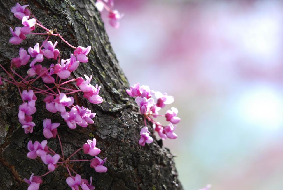 Free Image of Flowering tree trunk 