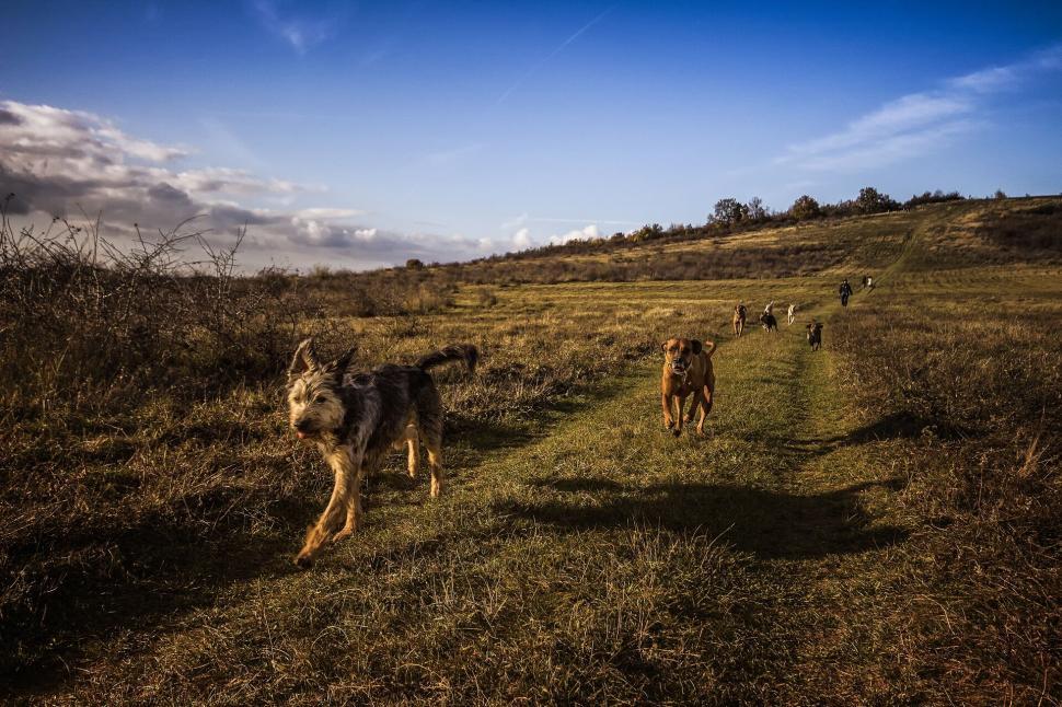 Free Image of Dogs running freely along a rugged path under a vivid blue sky. 
