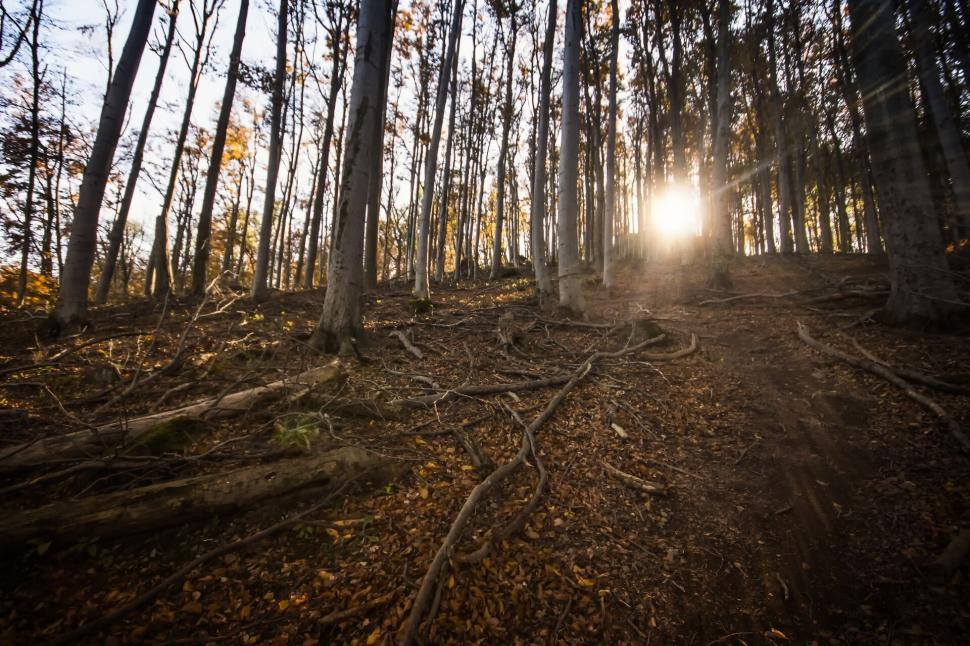 Free Image of Sunlight filtering through tall trees in a serene, autumn forest 