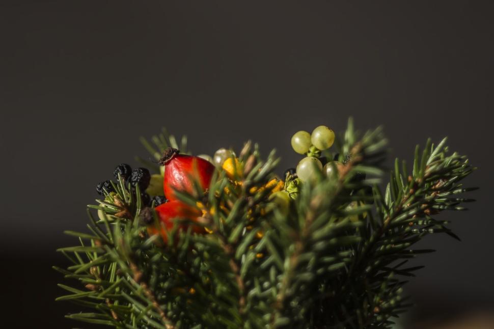 Free Image of Close-up of vibrant berries and pine needles, nature s bounty mix. 