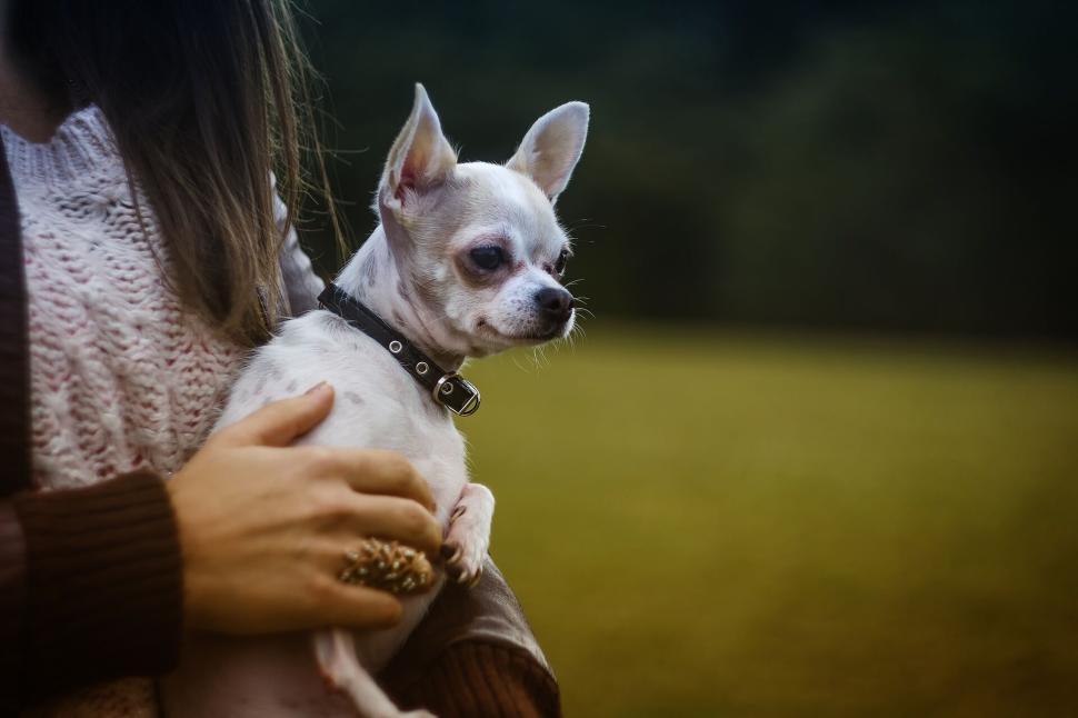 Free Image of Small white chihuahua held in woman s arms in outdoor setting. 