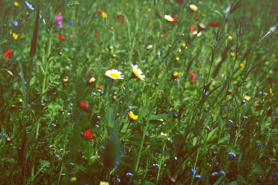 Free Image of Close-up of colorful wildflowers in a lush green meadow 