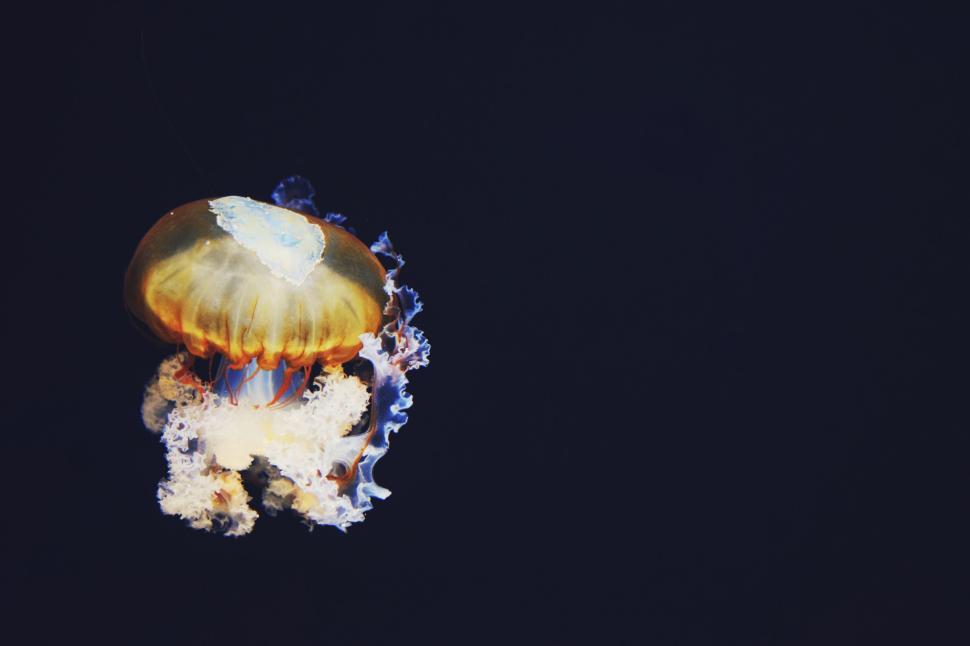 Free Image of Graceful jellyfish with flowing tentacles against a dark backdrop. 