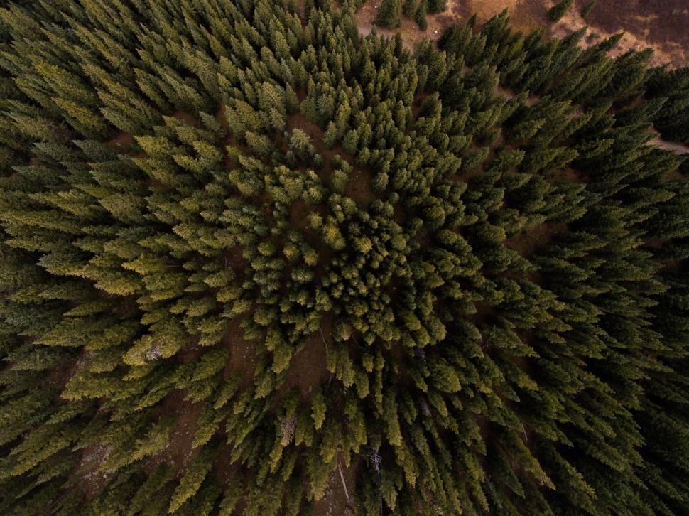 Free Image of Aerial view of dense evergreen forest in a circular pattern. 
