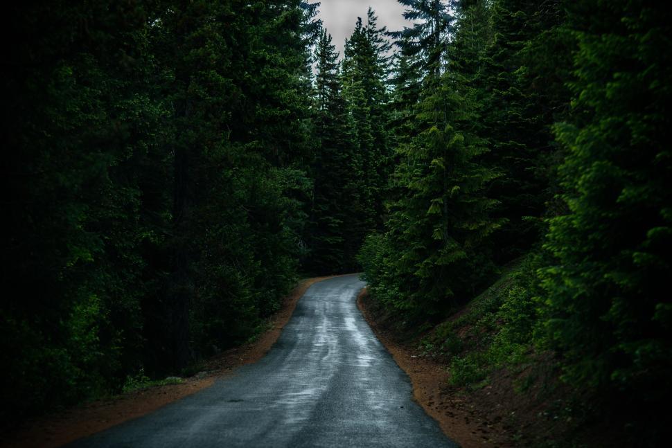 Free Image of Winding Road Through Dense Green Forest in Rain 