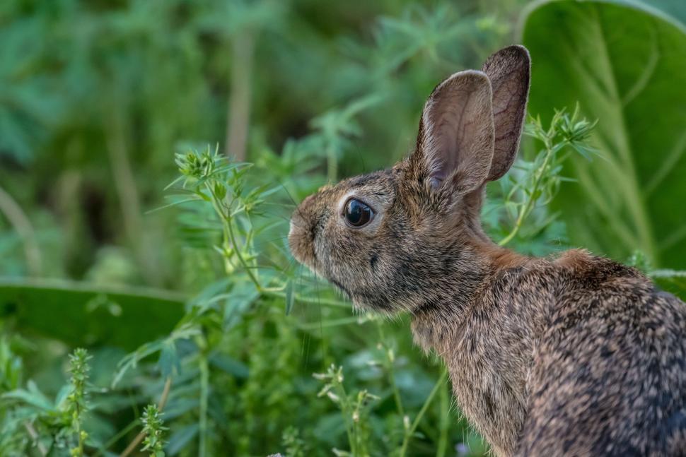 Free Image of Close-up of rabbit in green foliage on sunny day. 