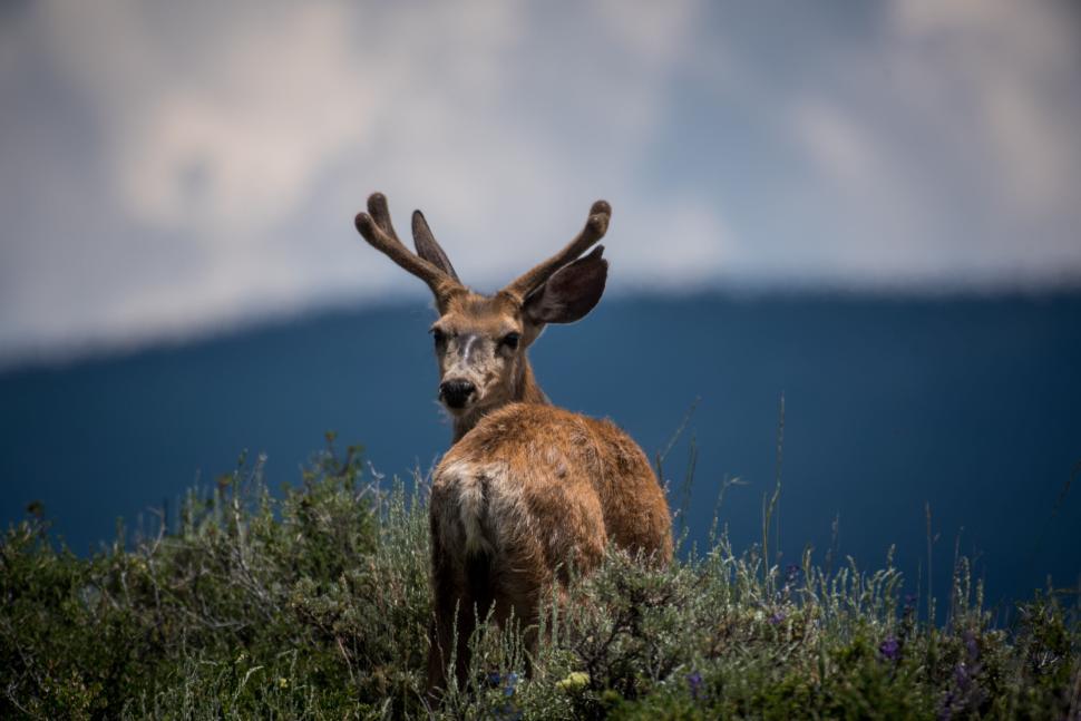 Free Image of Deer standing on a hill with a scenic background view. 