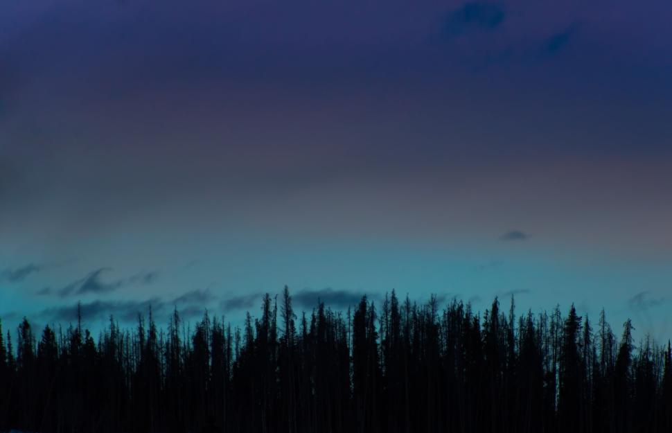Free Image of Twilight forest silhouette against colorful evening sky. 