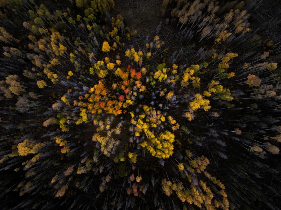 Free Image of Aerial view of colorful autumn trees in forest landscape. 