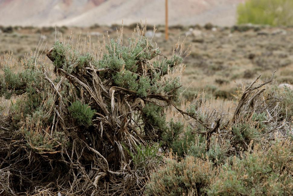 Free Image of Dry shrub 