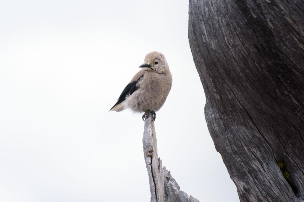 Free Image of Small bird perched on a tree branch against white sky. 