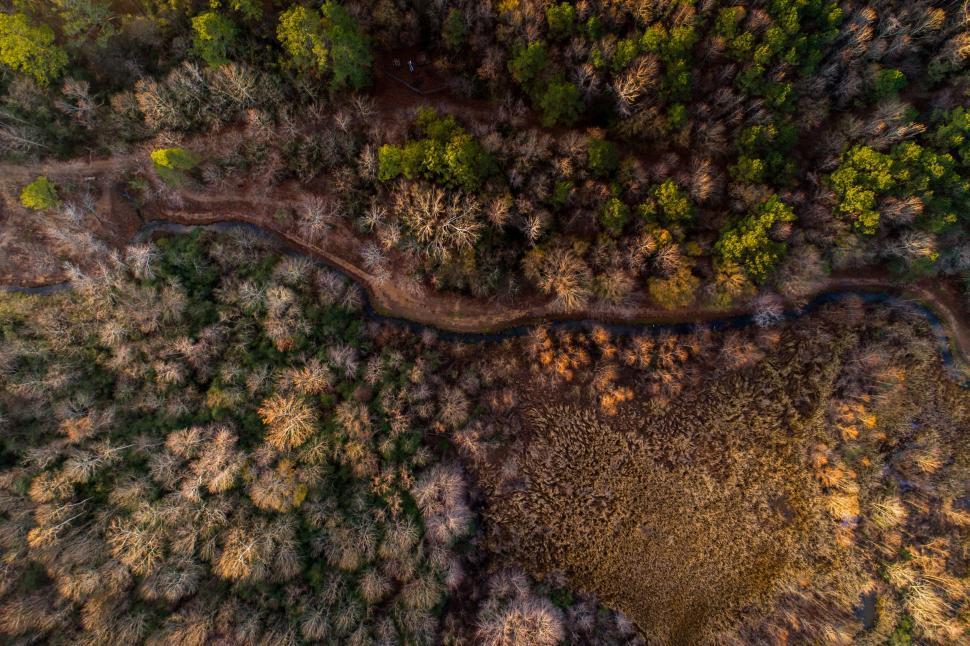 Free Image of Aerial view of a forest pathway cutting through dense trees. 