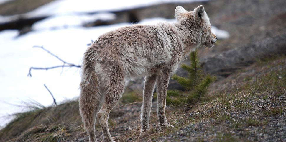 Free Image of Coyote 