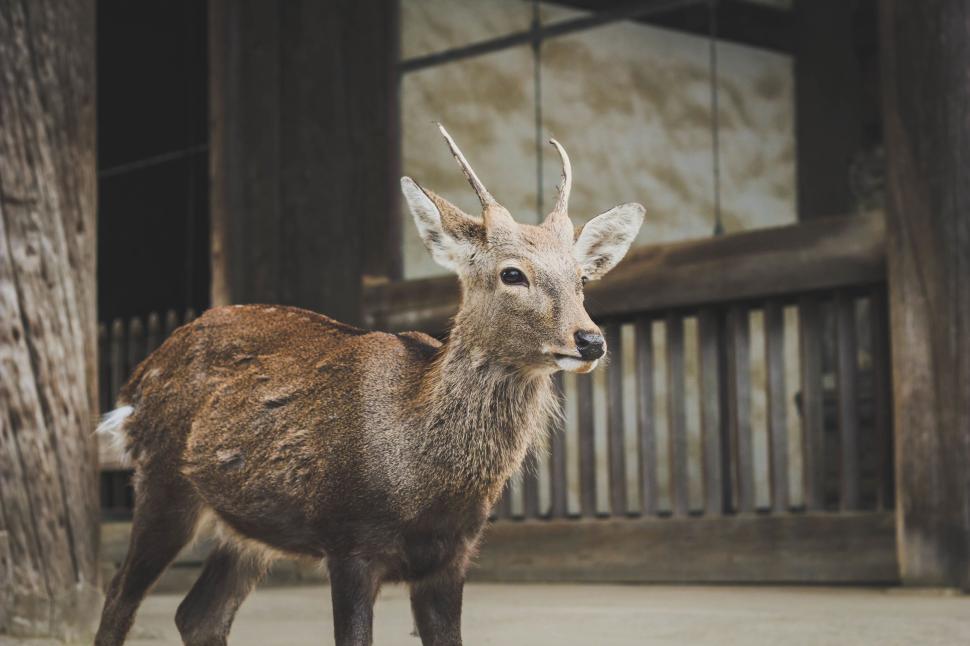 Free Image of A deer stands near a wooden structure looking ahead calmly. 