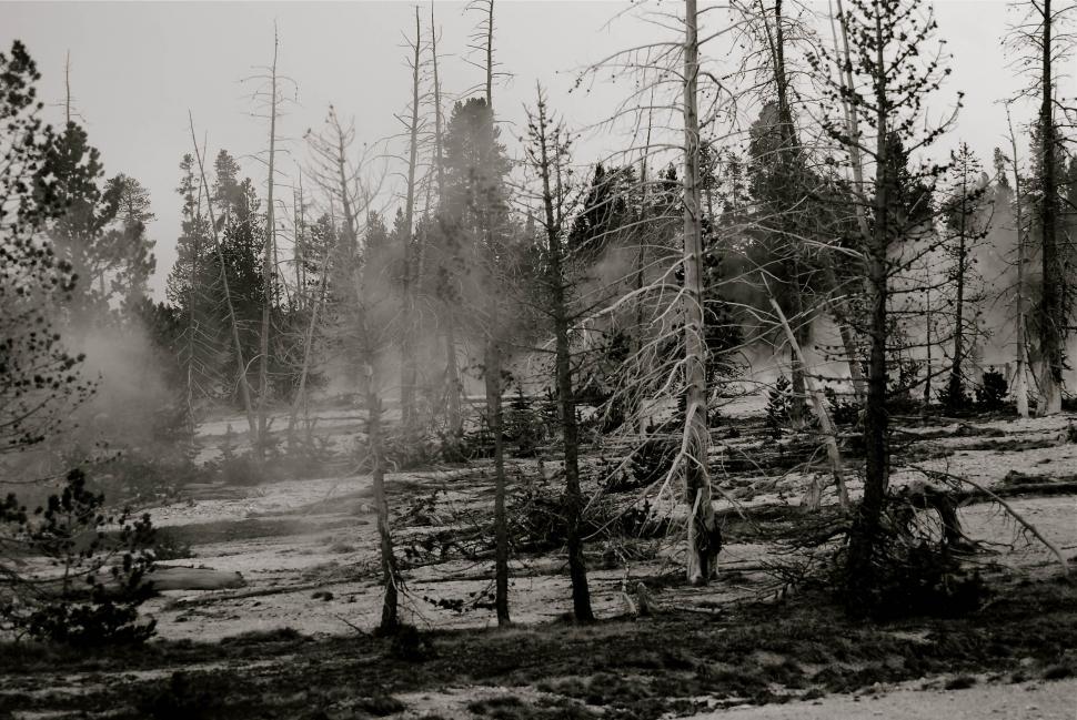 Free Image of Burnt forest 