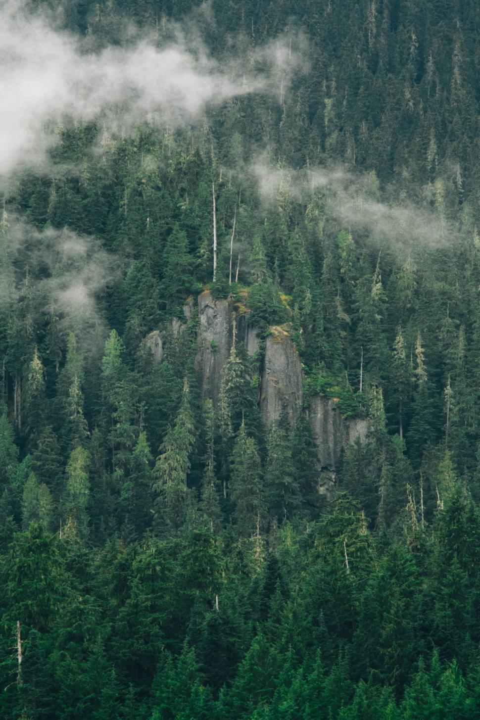 Free Image of Foggy forest with high cliffs and tall evergreen trees. 