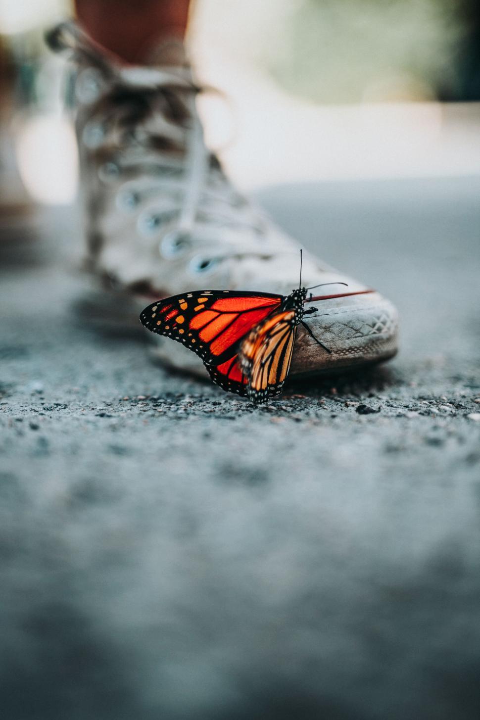 Free Image of Monarch butterfly resting on a dirty sneaker on ground. 