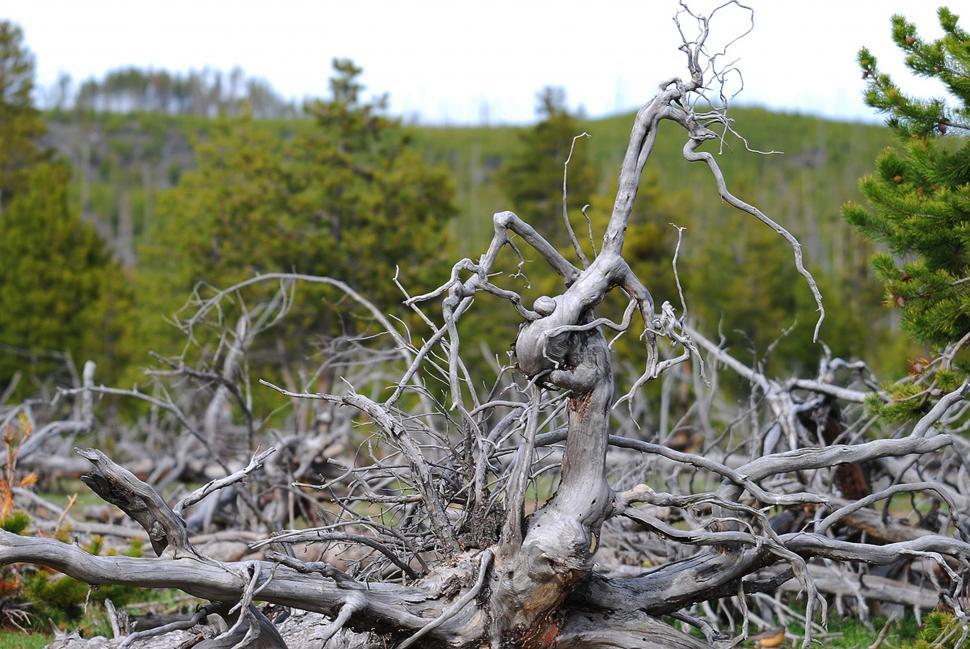 Free Image of Dead tree branches 