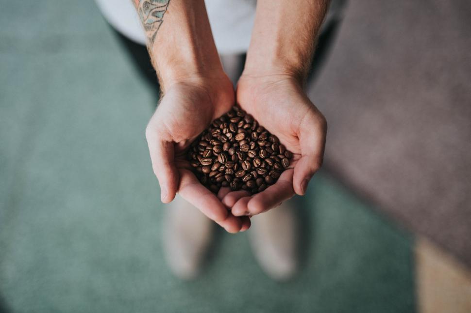 Free Image of Hands holding coffee beans, showcasing quality and aroma 