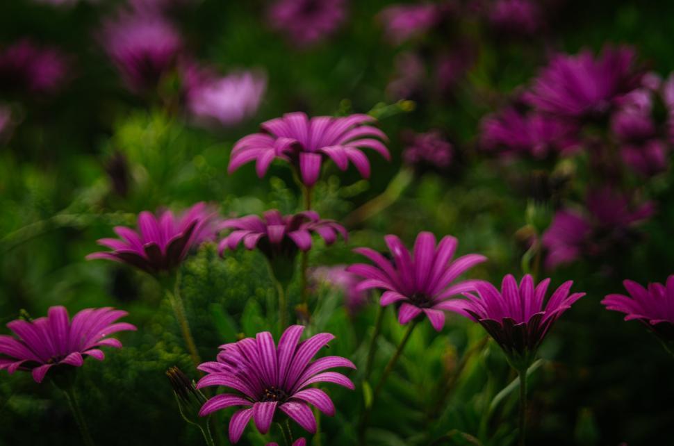 Free Image of Beautiful purple flowers blooming in a lush green garden 