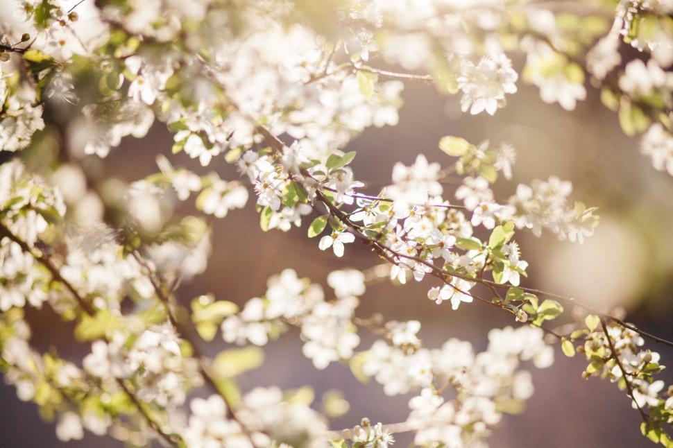 Free Image of Blooming tree branch with small white flowers in spring 