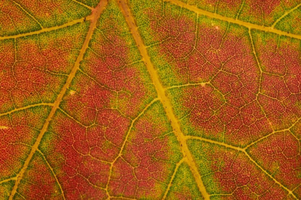 Free Image of Close-up of a colorful fall leaf showing vibrant veins. 