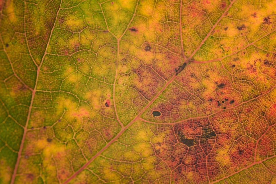 Free Image of Close-up of a colorful leaf displaying vibrant autumn colors 