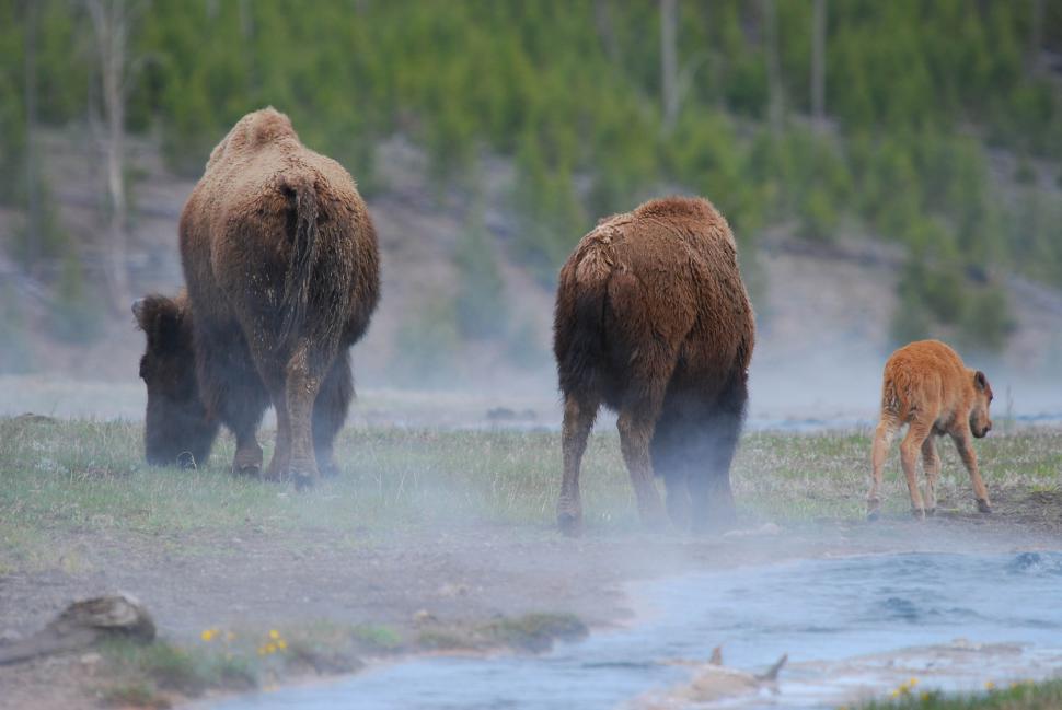Free Image of Buffalo and calf 