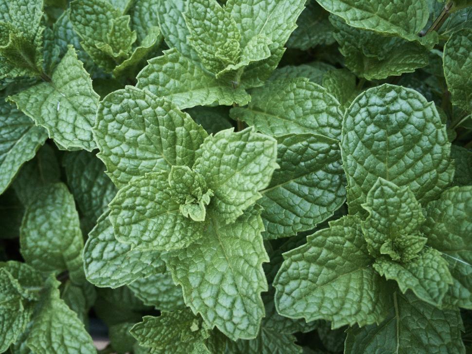 Free Image of Close-up of fresh green mint leaves in natural light 