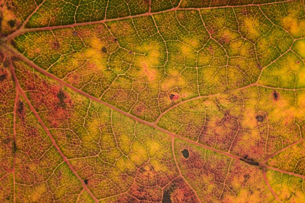 Free Image of Close-up of a colorful autumn leaf with veins visible 