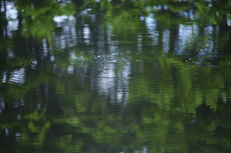 Free Image of Reflection of trees in calm water with ripples forming 