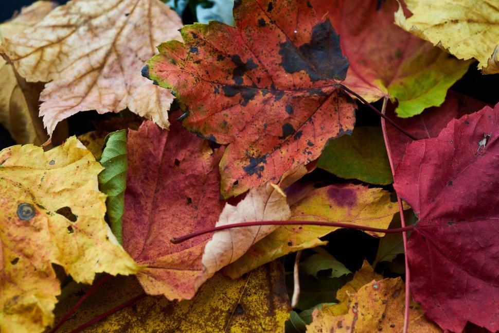Free Image of Colorful fall leaves in a pile with autumn colors 