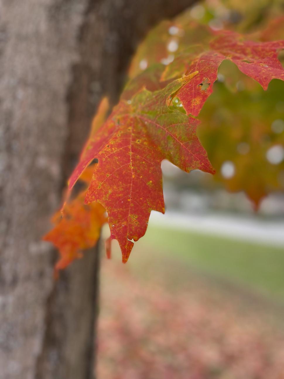 Free Image of Close-up of vibrant red autumn leaf against tree trunk 