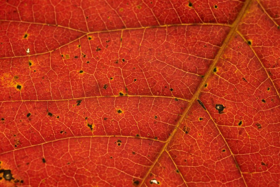 Free Image of Detailed close-up of a red leaf showing intricate patterns 